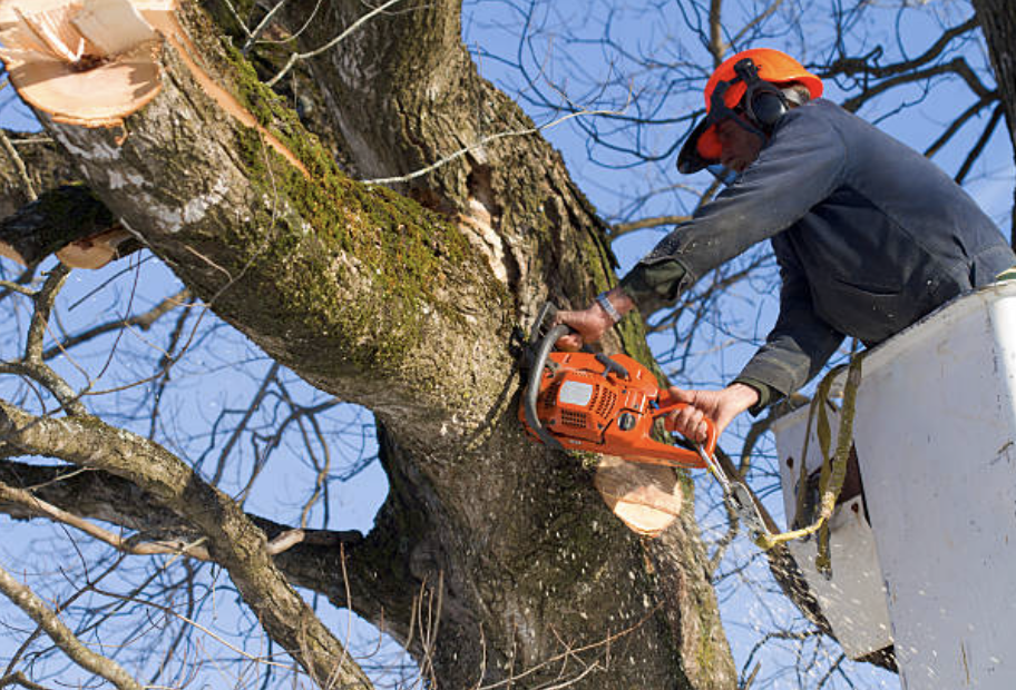 tree trimming in Castle Rock